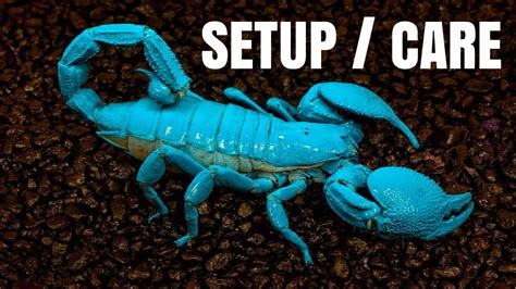 emperor scorpion tank size|emperor scorpion tank temperature.